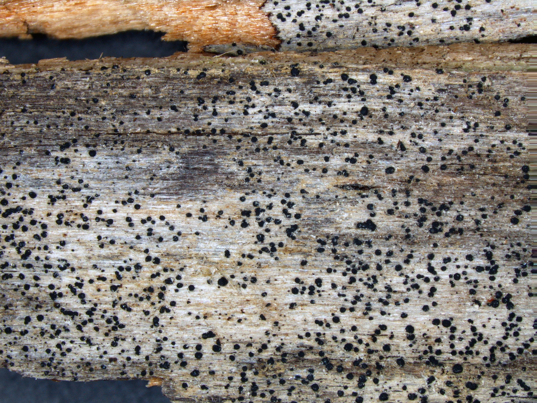 Представитель Класса Arthoniomycetes